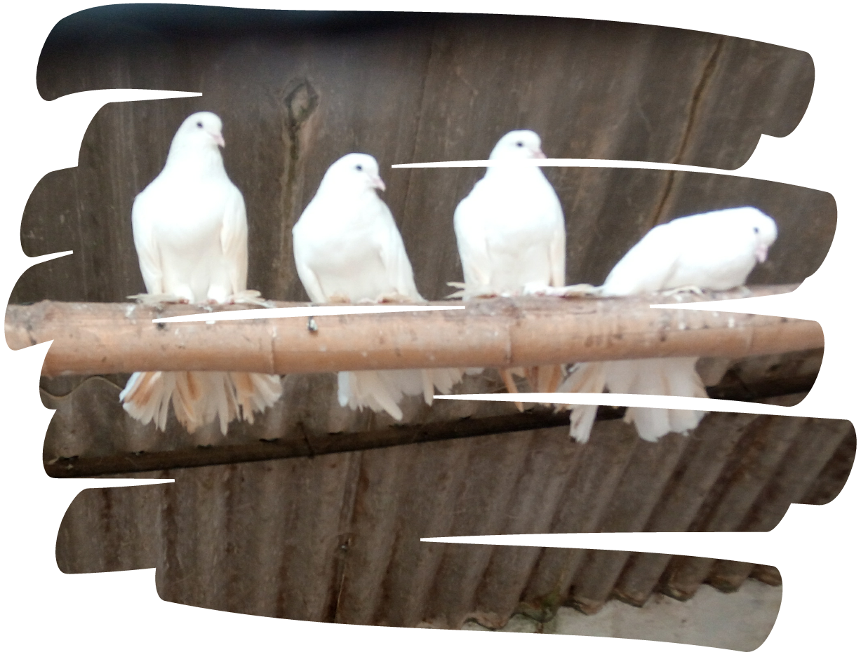 freetoedit-pigeons-white-birds-214993893003202-by-srimahe