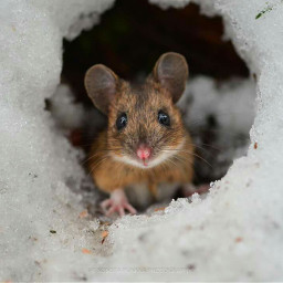 freetoedit photography winter animals wildlife